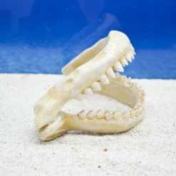 Amtra Haifischzähne L Gebiss Aquarium-Deko -Haus Dekoration Verkaufsgeschäft Amtra Haifischzaehne M Gebiss Aquarium Deko DSC 2