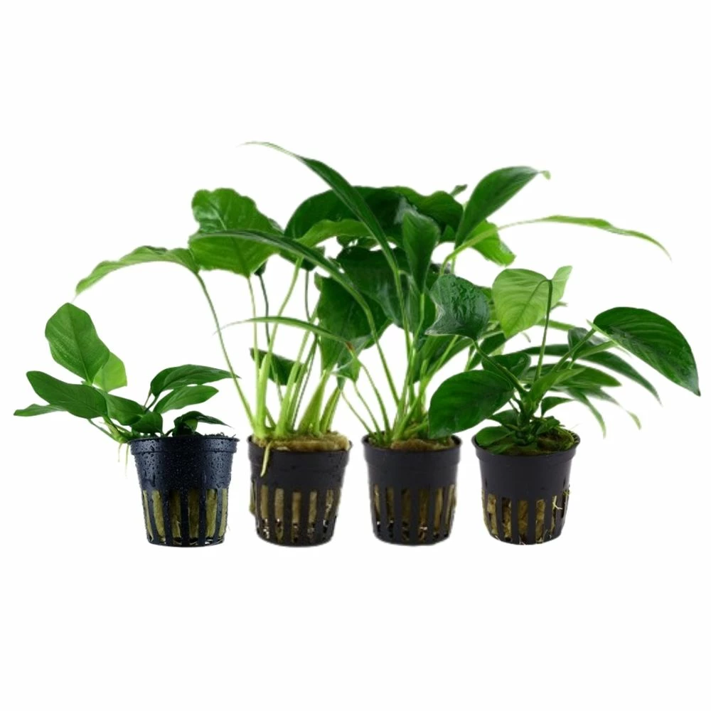 Pflanzen Set Mit 4 Anubias Aquariumpflanzen Set Nr.134 1 Pflanzen Set Mit 4 Anubias Aquariumpflanzen Set Nr.134