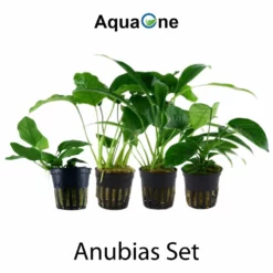 Pflanzen Set Mit 4 Anubias Aquariumpflanzen Set Nr.134 7 Pflanzen Set Mit 4 Anubias Aquariumpflanzen Set Nr.134 -Haus Dekoration Verkaufsgeschäft Anubias Set mit 4 Anubias Topf Pflanzen Tropica Aquariumpflanzenset Nr 8 2 30647
