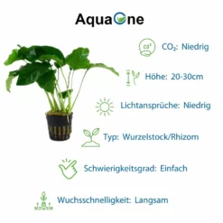 Pflanzen Set Mit 4 Anubias Aquariumpflanzen Set Nr.134 8 Pflanzen Set Mit 4 Anubias Aquariumpflanzen Set Nr.134 -Haus Dekoration Verkaufsgeschäft Anubias Set mit 4 Anubias Topf Pflanzen Tropica Aquariumpflanzenset Nr 8 3 30647