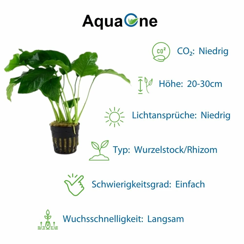 Pflanzen Set Mit 4 Anubias Aquariumpflanzen Set Nr.134 3 Pflanzen Set Mit 4 Anubias Aquariumpflanzen Set Nr.134 – Bild 3