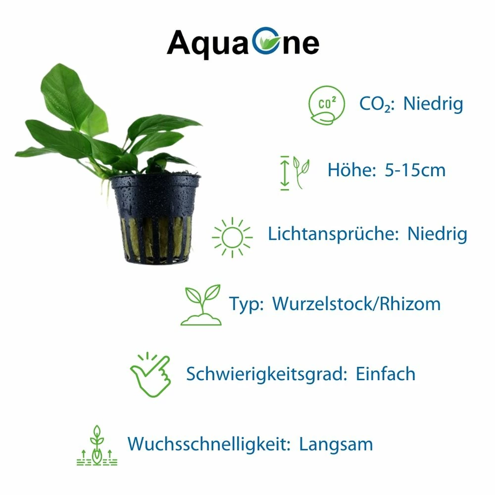 Pflanzen Set Mit 4 Anubias Aquariumpflanzen Set Nr.134 4 Pflanzen Set Mit 4 Anubias Aquariumpflanzen Set Nr.134 – Bild 4