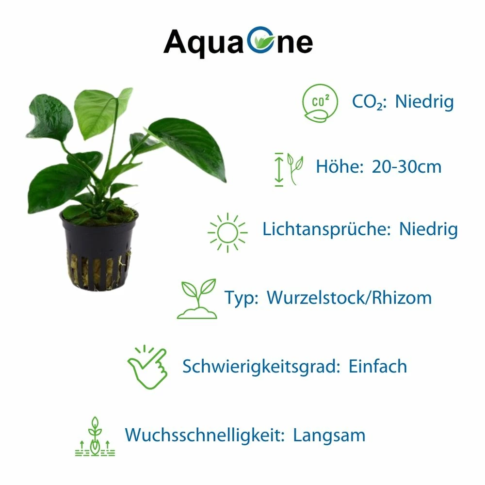 Pflanzen Set Mit 4 Anubias Aquariumpflanzen Set Nr.134 5 Pflanzen Set Mit 4 Anubias Aquariumpflanzen Set Nr.134 – Bild 5