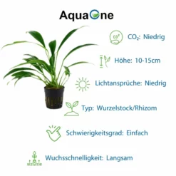 Pflanzen Set Mit 4 Anubias Aquariumpflanzen Set Nr.134 11 Pflanzen Set Mit 4 Anubias Aquariumpflanzen Set Nr.134 -Haus Dekoration Verkaufsgeschäft Anubias Set mit 4 Anubias Topf Pflanzen Tropica Aquariumpflanzenset Nr 8 6 30647