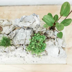 Aquarium Deko Komplettset Steine Wurzel Aquascaping Hardscape Set Nr.31 -Haus Dekoration Verkaufsgeschäft Aquarium Deko Komplettset Steine Wurzel Aquascaping Hardscape Set Nr 50 DSC00555 29171