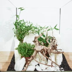 Aquarium Deko Komplettset Steine Wurzel Pflanzen Aquascaping Set Nr.4 -Haus Dekoration Verkaufsgeschäft Aquarium Deko Komplettset Steine Wurzel Pflanzen Aquascaping Set Nr 7 DSC00210 29148