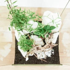 Aquarium Deko Komplettset Steine Wurzel Pflanzen Aquascaping Set Nr.4 -Haus Dekoration Verkaufsgeschäft Aquarium Deko Komplettset Steine Wurzel Pflanzen Aquascaping Set Nr 7 DSC00213 29148