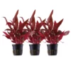 Aquarium Pflanze 3 Stück Alternanthera Reineckii Rosanervig Wasswerpflanze Tropica Nr.023D Set
