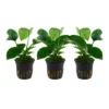 Aquarium Pflanze 3 Stück Anubias Barteri Caladiifolia Wasserpflanze Tropica Topf Nr.101U Set