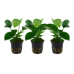 Aquarium Pflanze 3 Stück Anubias Barteri Caladiifolia Wasserpflanze Tropica Topf Nr.101U Set
