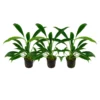 Aquarium Pflanze 3 Stück Anubias Barteri Angustifolia Wasserpflanze Tropica Topf Nr.101C Set