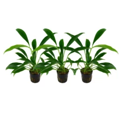 Aquarium Pflanze 3 Stück Anubias Barteri Angustifolia Wasserpflanze Tropica Topf Nr.101C Set