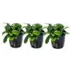 Aquarium Pflanze 3 Stück Bucephalandra Pygmaea 'Bukit Kelam' Wasserpflanze Tropica Topf Nr.139 Set