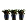 Aquarium Pflanze 3 Stück Bucephalandra Sp. 'Red' Wasserpflanze Tropica Topf Nr.139A Set