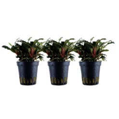 Aquarium Pflanze 3 Stück Bucephalandra Sp. 'Red' Wasserpflanze Tropica Topf Nr.139A Set