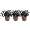 Aquarium Pflanze 3 Stück Bucephalandra 'Kedagang' Wasserpflanze Tropica Topf Nr.139B Set