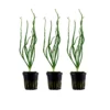 Aquarium Pflanze Crinum Calamistratum 3 Stück Wasserpflanze Tropica Topf Nr.094A Set