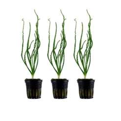 Aquarium Pflanze Crinum Calamistratum 3 Stück Wasserpflanze Tropica Topf Nr.094A Set
