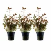 Aquarium Pflanze 3 Stück Ludwigia Palustris Wasserpflanze Tropica Topf Nr.035B Set
