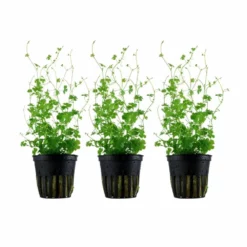 Aquarium Pflanze 3 Stück Hydrocotyle Tripartita Wasserpflanze Tropica Topf Nr.039B Set