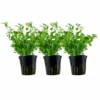 Aquarium Pflanze 3 Stück Bacopa Monnieri 'Compact' Wasserpflanze Tropica Topf Nr.044A Set