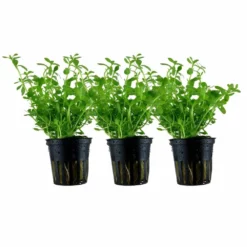 Aquarium Pflanze 3 Stück Bacopa Monnieri 'Compact' Wasserpflanze Tropica Topf Nr.044A Set