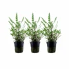 Aquarium Pflanze 3 Stück Hygrophila Pinnatifida Wasserpflanze Tropica Topf Nr.051A Set