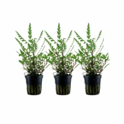 Aquarium Pflanze 3 Stück Hygrophila Pinnatifida Wasserpflanze Tropica Topf Nr.051A Set