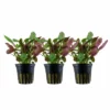 Aquarium Pflanze 3 Stück Lobelia Cardinalis Wasserpflanze Tropica Topf Nr.053C Set