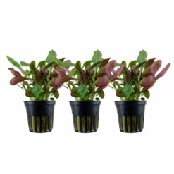 Aquarium Pflanze 3 Stück Lobelia Cardinalis Wasserpflanze Tropica Topf Nr.053C Set