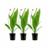 Aquarium Pflanze 3 Stück Echinodorus Bleheri Wasserpflanze Tropica Topf Nr.071 Set