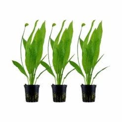 Aquarium Pflanze 3 Stück Echinodorus Bleheri Wasserpflanze Tropica Topf Nr.071 Set