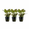 Aquarium Pflanze 3 Stück Lagenandra Meeboldii 'Red' Wasserpflanze Tropica Topf Nr.103 Set