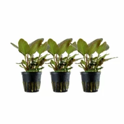 Aquarium Pflanze 3 Stück Lagenandra Meeboldii 'Red' Wasserpflanze Tropica Topf Nr.103 Set
