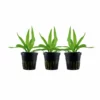 Aquarium Pflanze 3 Stück Helanthium 'Quadricostatus' Wasserpflanze Tropica Topf Nr.068 Set