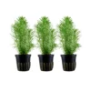 Aquarium Pflanze 3 Stück Pogostemon Erectus Wasserpflanze Tropica Topf Nr.053F Set