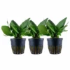 Aquarium Pflanze 3 Stück Hygrophila Compact Wasserpflanze Tropica Nr.052D Set