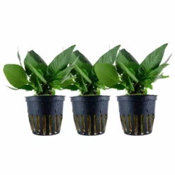 Aquarium Pflanze 3 Stück Hygrophila Compact Wasserpflanze Tropica Nr.052D Set