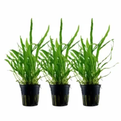 Aquarium Pflanze 3 Stück Microsorum Pteropus 'Narrow' Wasserpflanze Tropica Topf Nr.008A Set