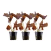 Aquarium Pflanze 3 Stück Nymphaea Lotus Tigerlotus Wasserpflanze Tropica Nr.019 Set