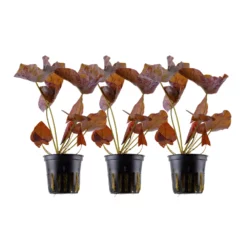 Aquarium Pflanze 3 Stück Nymphaea Lotus Tigerlotus Wasserpflanze Tropica Nr.019 Set