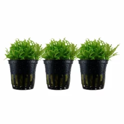 Aquarium Pflanze 3 Stück Pogostemon Helferi Wasserpflanze Tropica Nr.053H Set