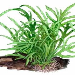 Aquarium Pflanze Microsorum Pteropus 'Trident' Auf Wurzel Tropica Nr.008G YWS 11 Aquarium Pflanze Microsorum Pteropus 'Trident' Auf Wurzel Tropica Nr.008G YWS -Haus Dekoration Verkaufsgeschäft Aquarium Pflanze Anubias barteri var nana auf Wurzel Tropica Nr 101 YWS 1 25792