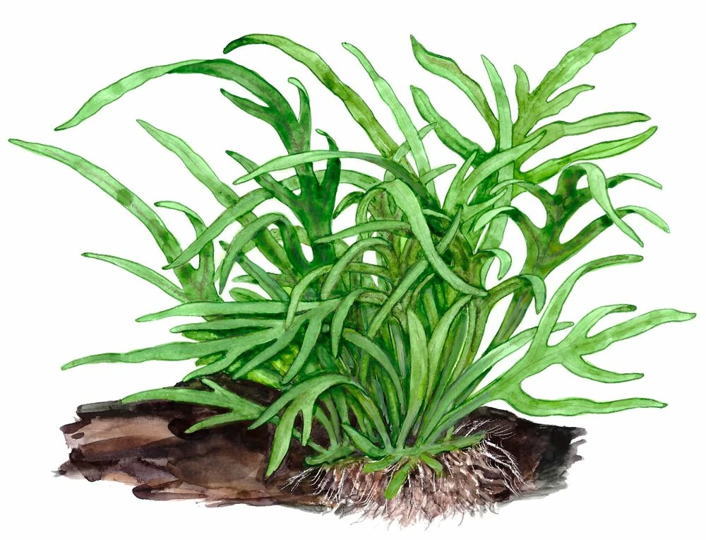 Aquarium Pflanze Microsorum Pteropus 'Trident' Auf Wurzel Tropica Nr.008G YWS 6 Aquarium Pflanze Microsorum Pteropus 'Trident' Auf Wurzel Tropica Nr.008G YWS – Bild 6