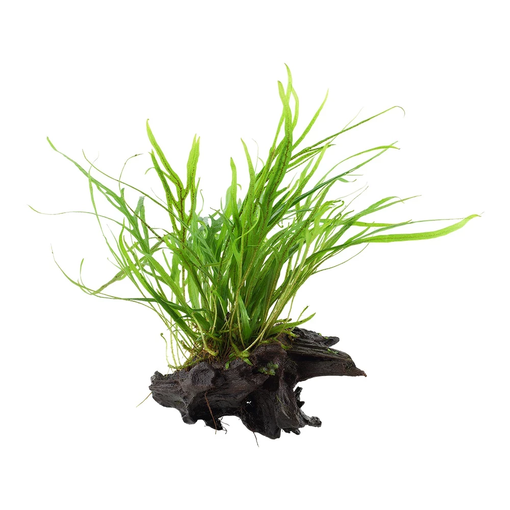 Aquarium Pflanze Microsorum Pteropus 'Trident' Auf Wurzel Tropica Nr.008G YWS 3 Aquarium Pflanze Microsorum Pteropus 'Trident' Auf Wurzel Tropica Nr.008G YWS – Bild 3