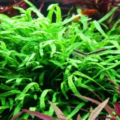 Aquarium Pflanze Microsorum Pteropus 'Trident' Auf Wurzel Tropica Nr.008G YWS 10 Aquarium Pflanze Microsorum Pteropus 'Trident' Auf Wurzel Tropica Nr.008G YWS -Haus Dekoration Verkaufsgeschäft Aquarium Pflanze Anubias barteri var nana auf Wurzel Tropica Nr 101 YWS 3 25792