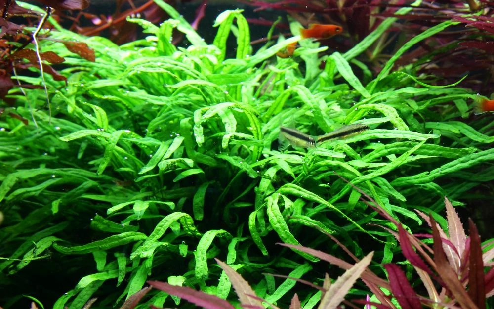 Aquarium Pflanze Microsorum Pteropus 'Trident' Auf Wurzel Tropica Nr.008G YWS 5 Aquarium Pflanze Microsorum Pteropus 'Trident' Auf Wurzel Tropica Nr.008G YWS – Bild 5