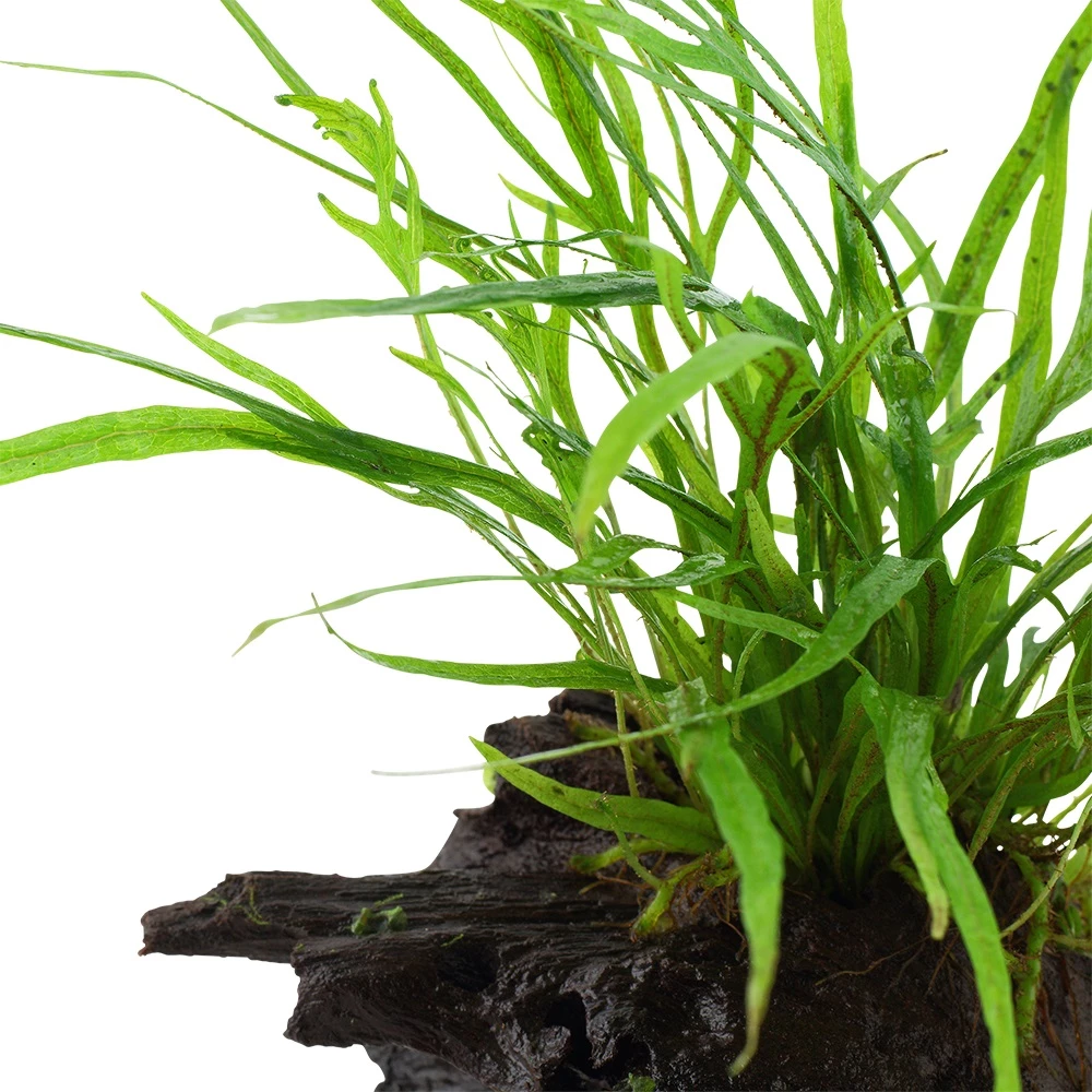 Aquarium Pflanze Microsorum Pteropus 'Trident' Auf Wurzel Tropica Nr.008G YWS 4 Aquarium Pflanze Microsorum Pteropus 'Trident' Auf Wurzel Tropica Nr.008G YWS – Bild 4