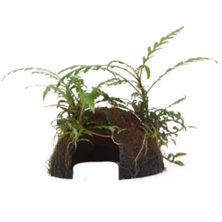 Aquarium Pflanze Hygrophila Pinnatifida Auf Kokosnussschale Tropica Nr.509 YCS