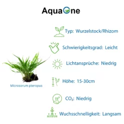 Aquarium Pflanze Auf Wurzel Tropica Nr.008 008A 008G YWS Set Mix -Haus Dekoration Verkaufsgeschäft Aquarium Pflanze Microsorum pteropus Javafarn auf Wurzel Tropica Nr 008 YWS 008 YWS 3 2 30752